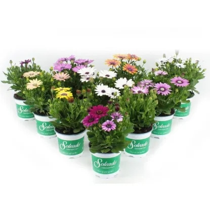 Lončnica Osteospermum Mix fi 10,5 cm - Akcija v trgovini Tuš
