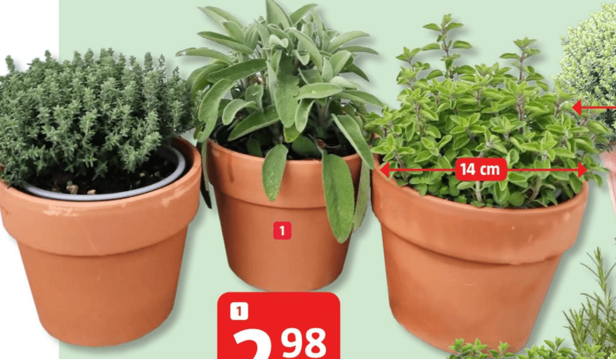 Zelišča v glinenem lončku Ø 14 cm - Akcija v trgovini Bauhaus