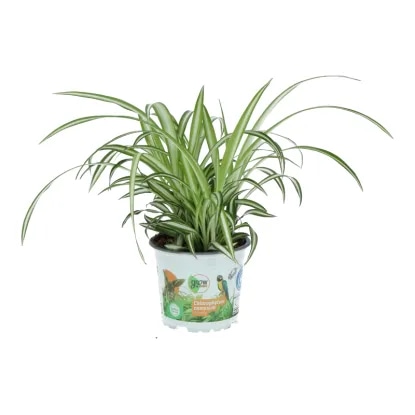 Lončnica CHLOROPHYTUM Ø 12, 33 cm - Akcija v trgovini Pevex