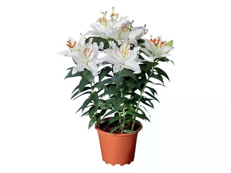 Lilije Ø pribl. 19 cm Akcija v trgovini Lidl