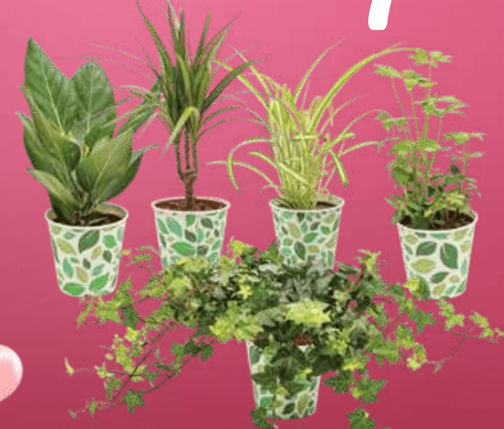 Zelena lončnica - Akcija v trgovini E.Leclerc