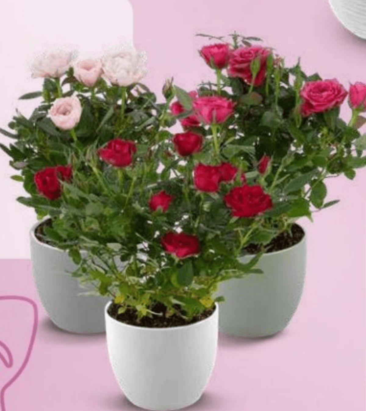 Vrtnica Ø14 cm - Akcija v trgovini Eurospin