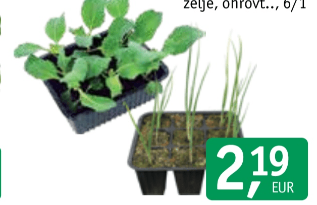 Sadike kapusnice 6/1 - Akcija v trgovini Jager