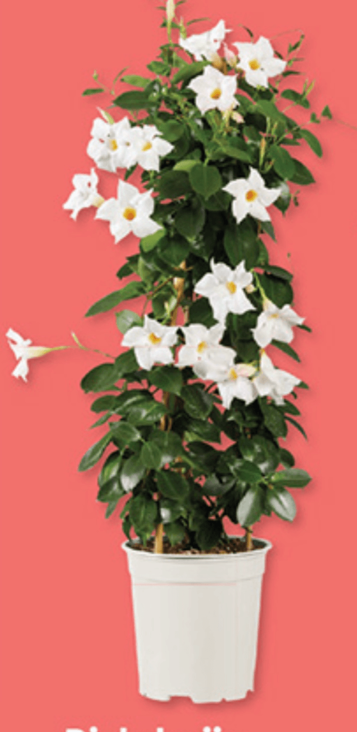 Dipladenija - Akcija v trgovini Lidl