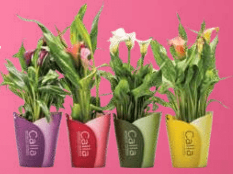 Kala - Akcija v trgovini E.Leclerc