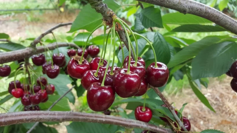Sadike sadnih dreves MIROSAN Češnja - Akcija v trgovini Jager