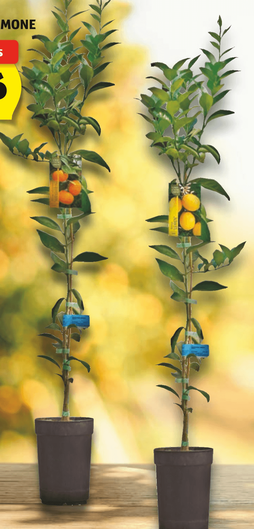 Sadika Mandarine/Limone - Akcija v trgovini Hofer