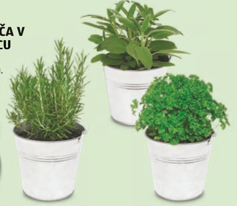 Italijanska zelišča v pocinkanem loncu - Akcija v trgovini Hofer