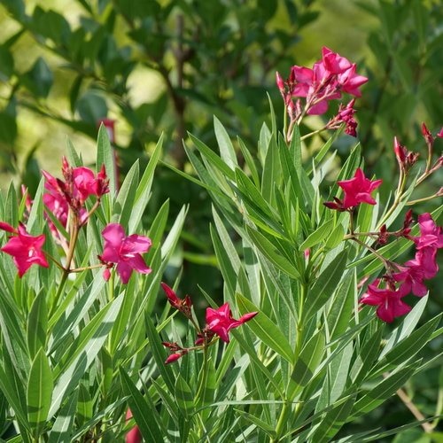 Oleander grow - Akcija v trgovini Obi