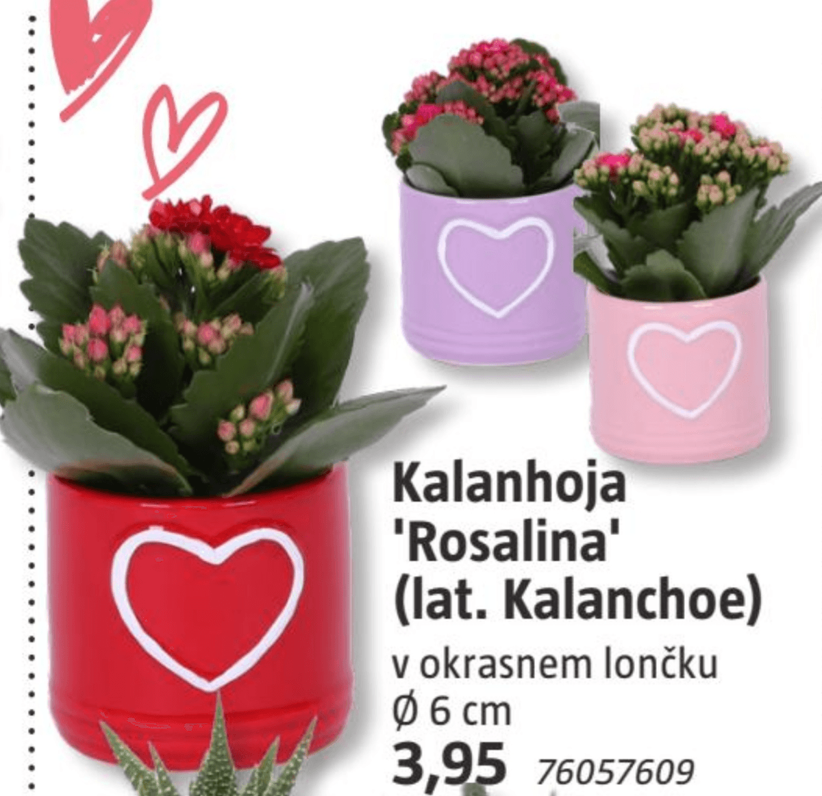 Kalanhoja 'Rosalina' - Akcija v trgovini Bauhaus