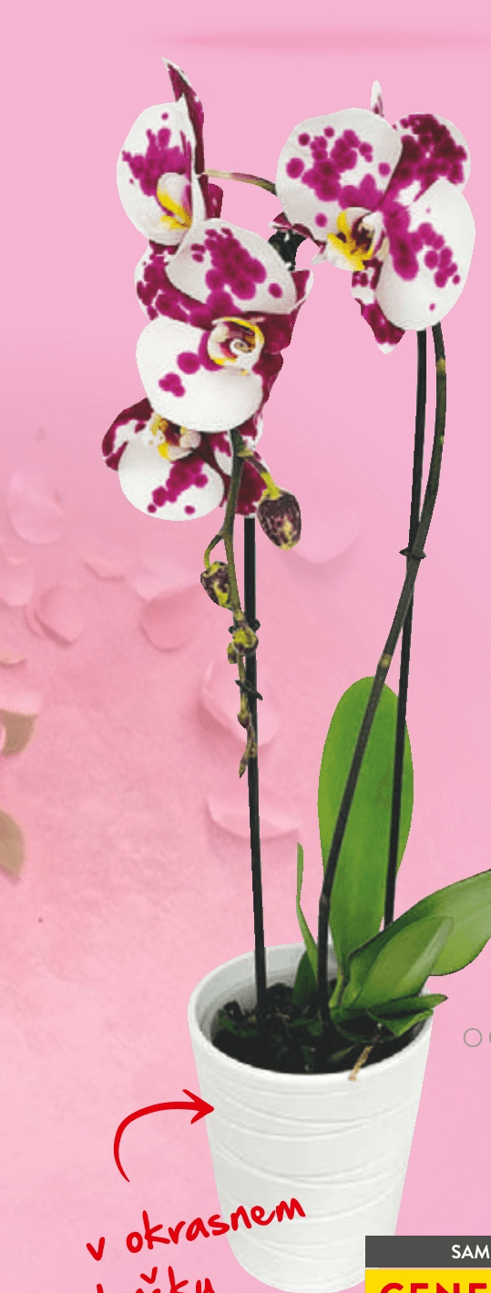 Ocean Orchids 1-stebelna orhideja - Akcija v trgovini Spar