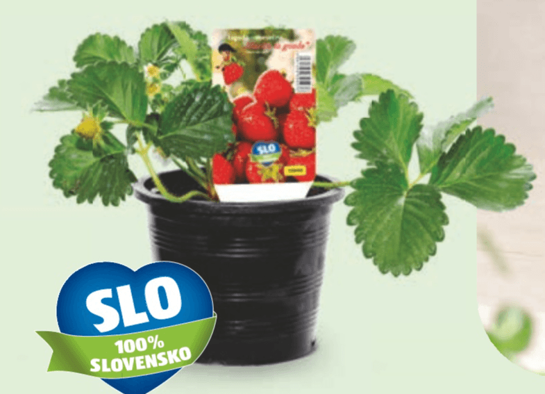 Slovenska sadika jagode - Akcija v trgovini Hofer