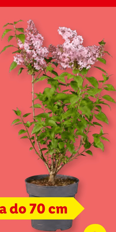 Španski bezeg - Akcija v trgovini Lidl