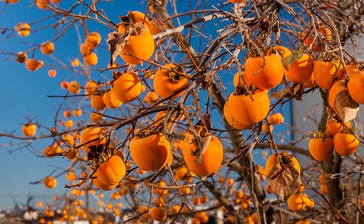 Sadike sadnih dreves v loncu - Akcija v trgovini Jager