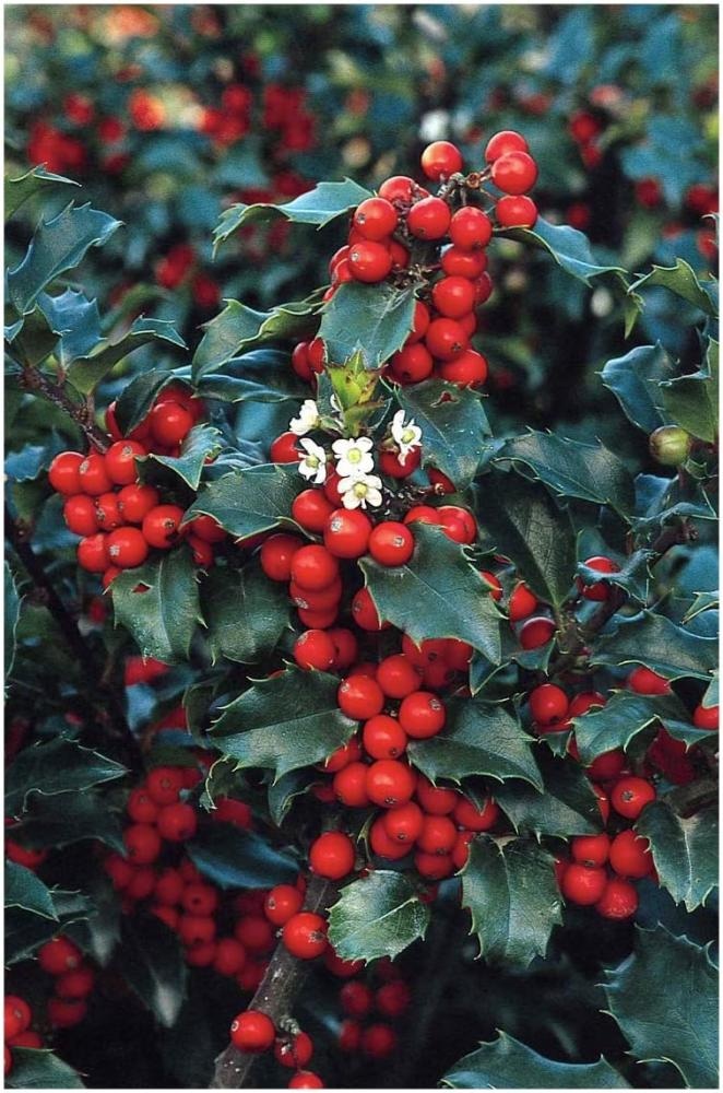 Bodika 'Blue Princess' (lat. Ilex meserveae) - Akcija v trgovini Bauhaus