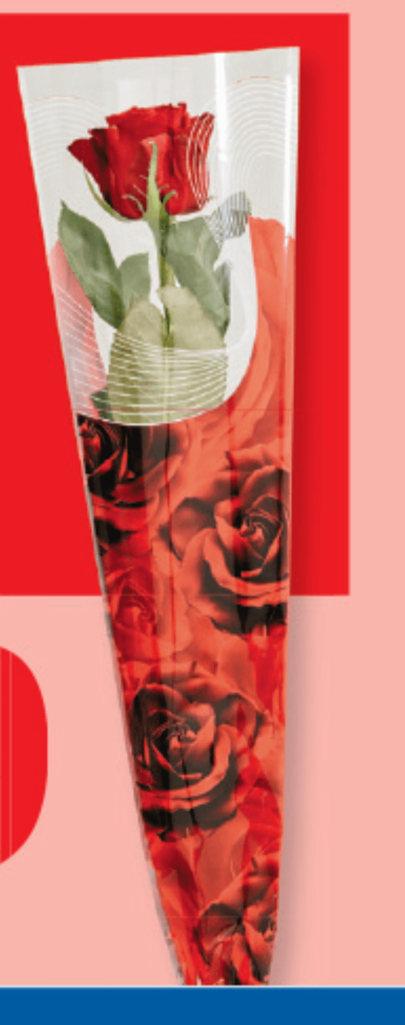 Rdeča vrtnica - Akcija v trgovini Lidl