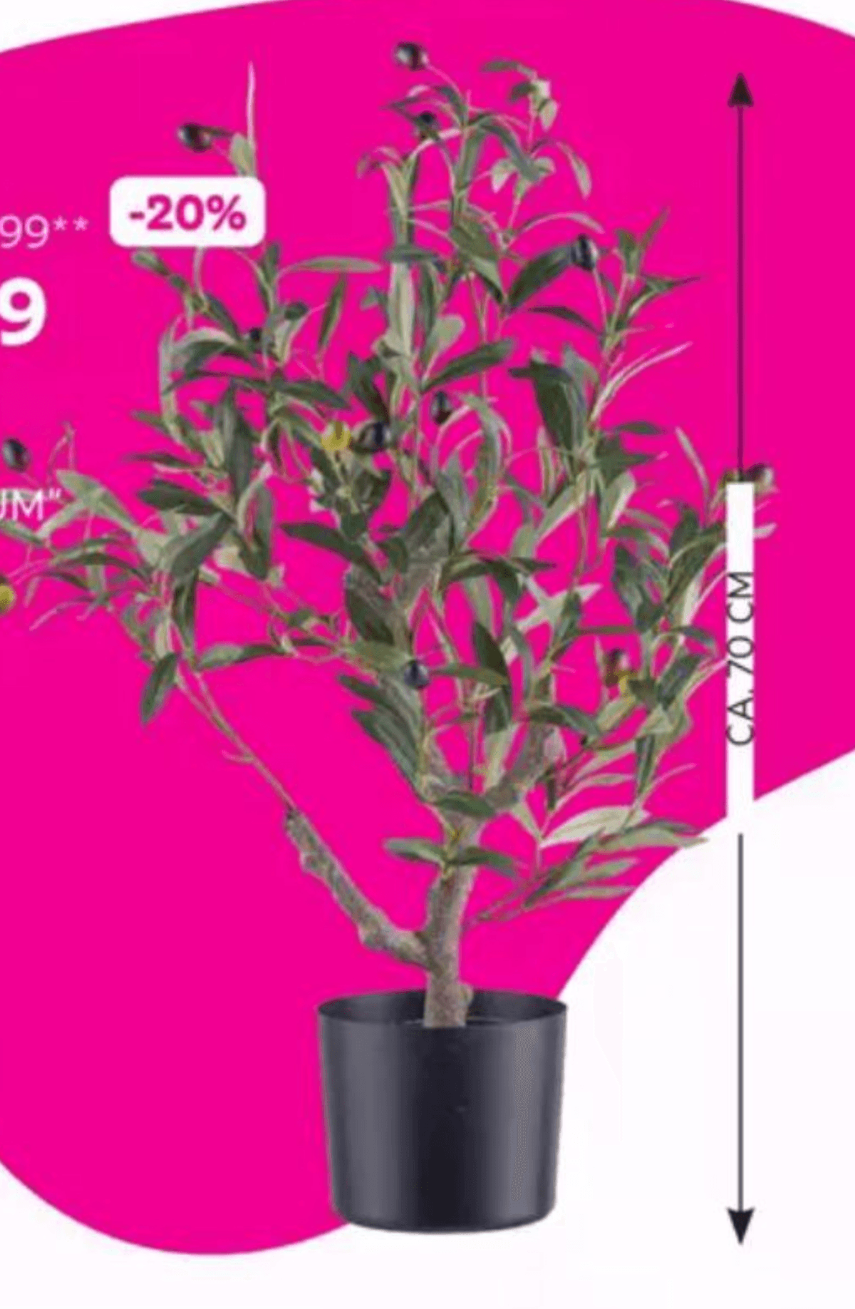 Okrasna oljka "OLIVENBAUM" - Akcija v trgovini Mömax