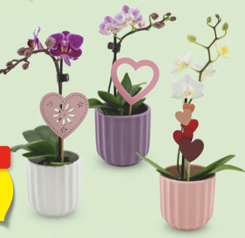 Mini orhideja - Akcija v trgovini Hofer