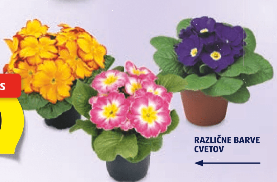 Trobentica - Akcija v trgovini Hofer