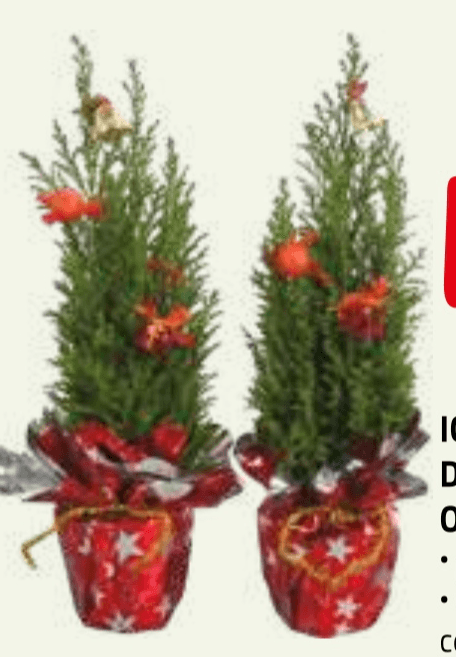 Iglavec v dekorativnem ovoju - Akcija v trgovini E.Leclerc