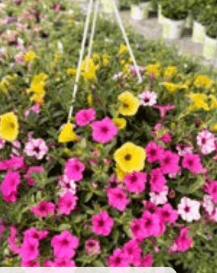 Petunije v visečem loncu - Akcija v trgovini Bauhaus