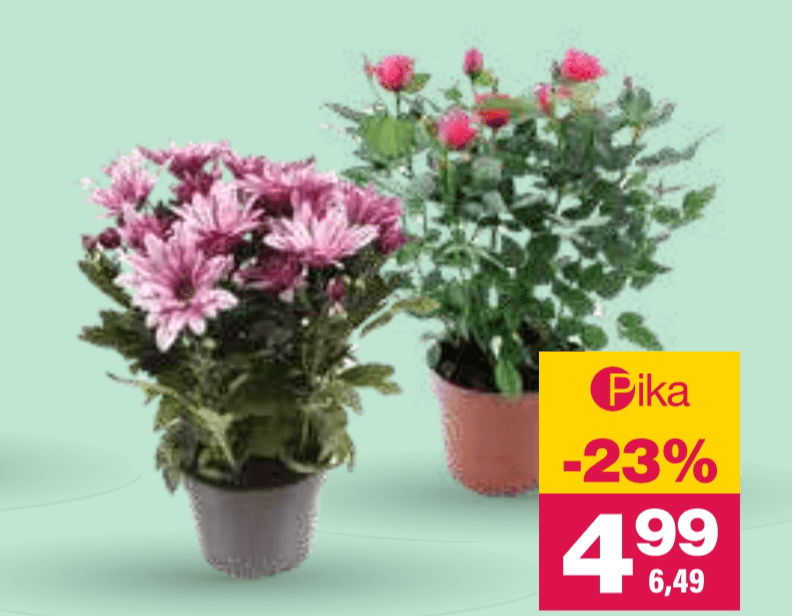 Lončnica cvetoči mix - Akcija v trgovini Mercator