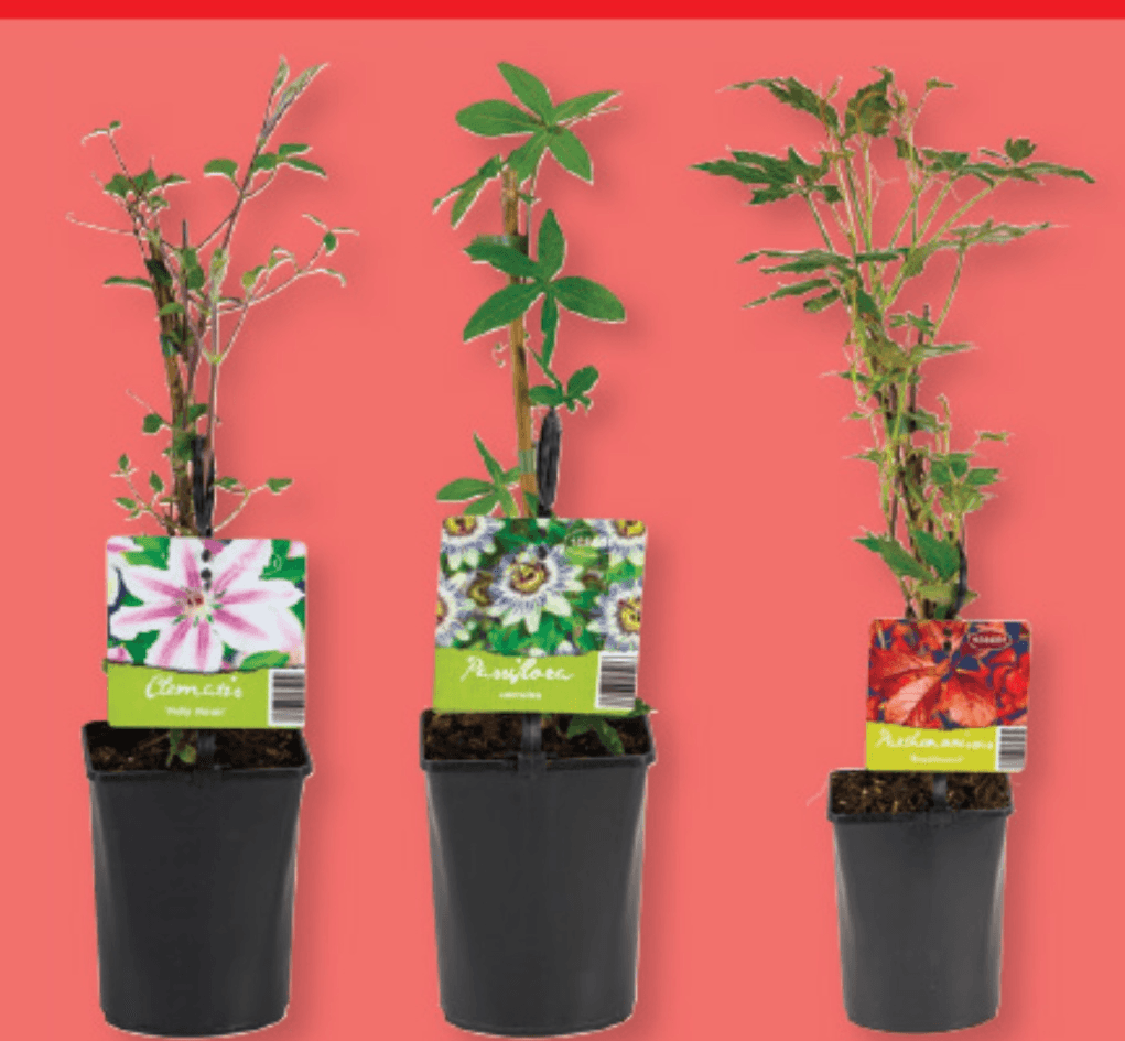 Plezalke - Akcija v trgovini Lidl