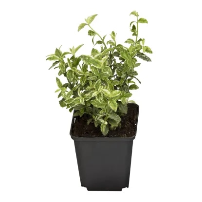 Trdoleska pribl. 1 l grow - Akcija v trgovini Obi