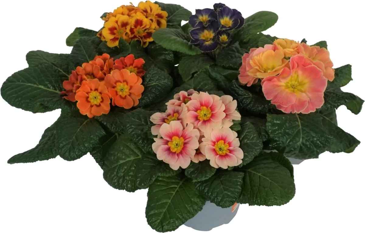 Primula - Akcija v trgovini Spar