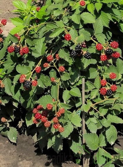 Sadika Robida - Akcija v trgovini Pevex