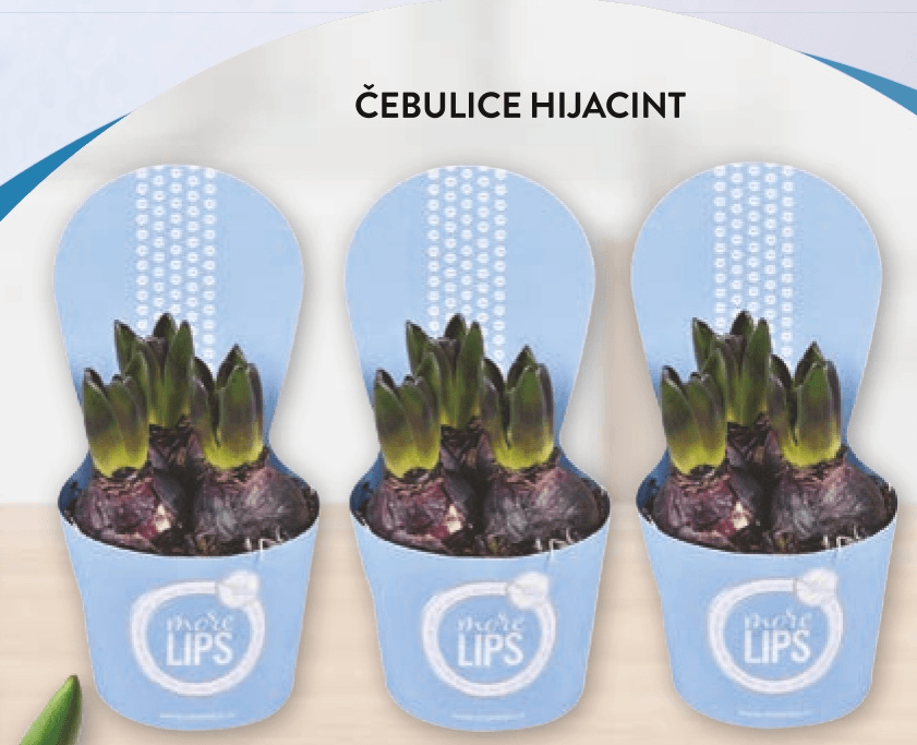 Čebulice hijacint - Akcija v trgovini Spar