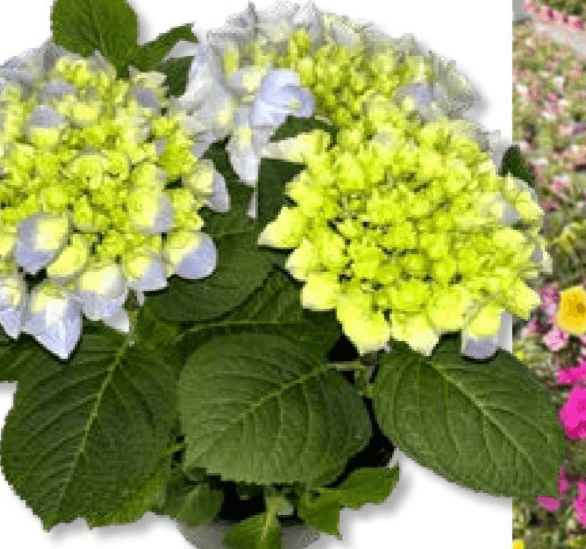 Hortenzija (lat. Hydrangea macrophylla) Ø 20 cm - Akcija v trgovini Bauhaus