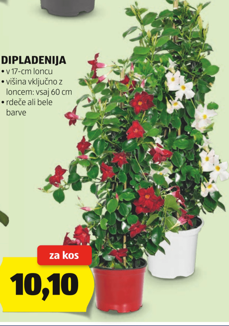 Dipladenija - Akcija v trgovini Hofer