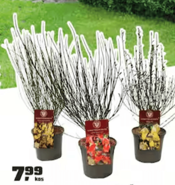 Cytisus Scoparius ali Metličevje - Akcija v trgovini Obi