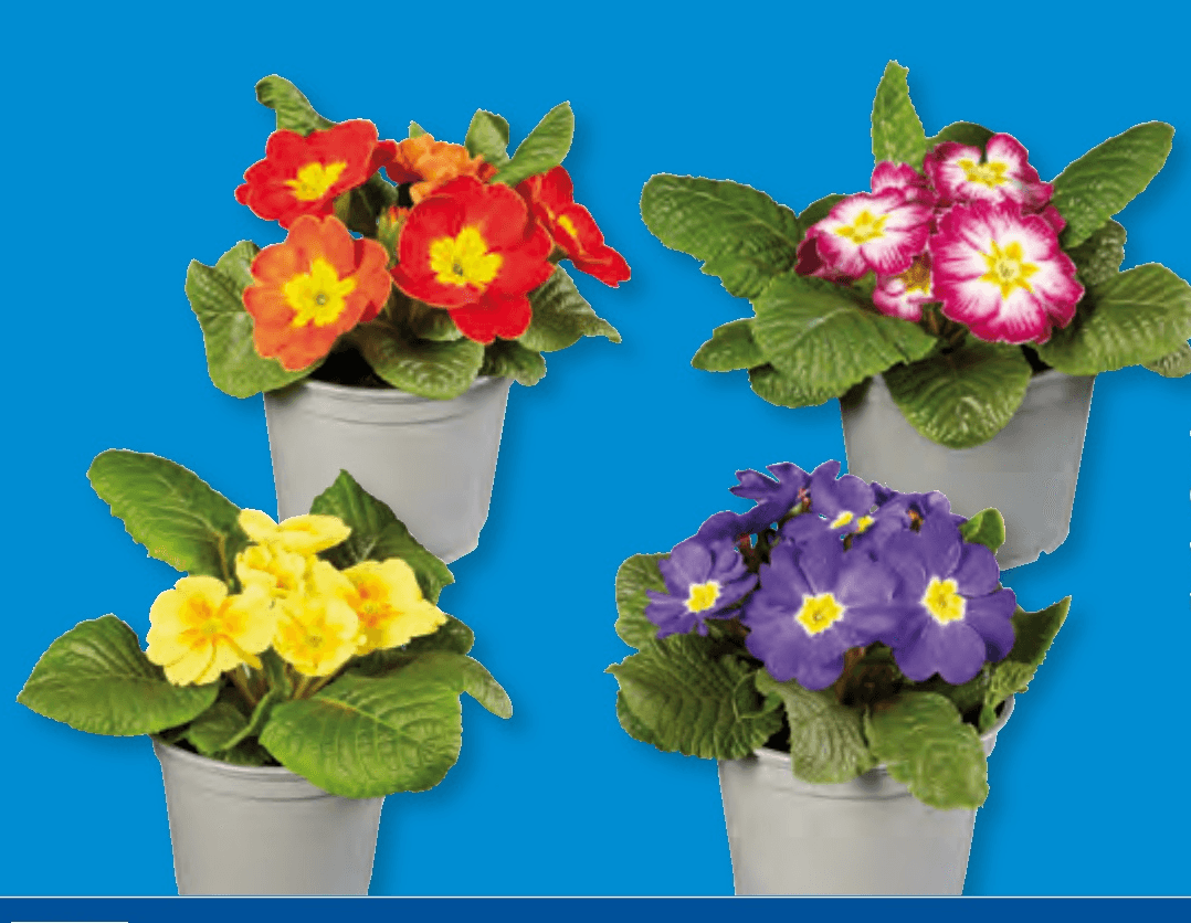 Primula - Akcija v trgovini Lidl