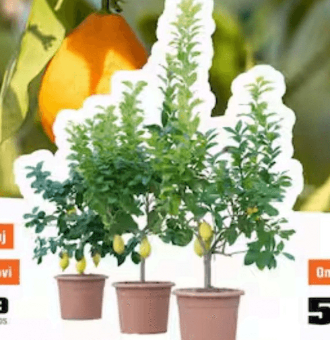 Citrusov grm - Citrus mitis - Akcija v trgovini Obi