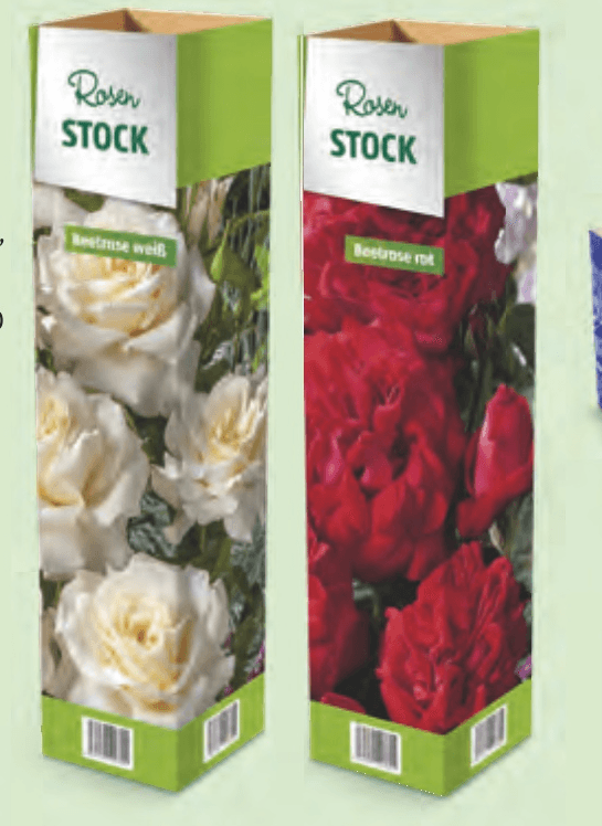 Sadika vrtnice - Akcija v trgovini Hofer