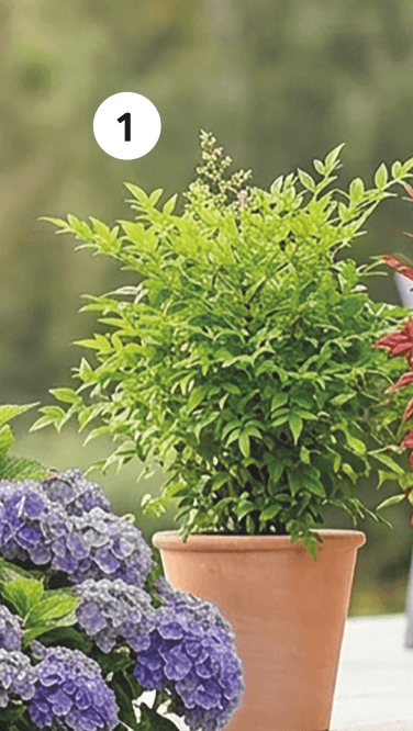 Nebeški bambus Ø 17 cm - Akcija v trgovini Merkur