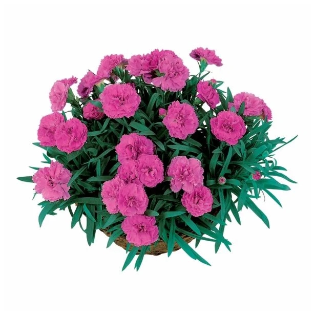 Sadika Nagelj Ø 10 cm - Akcija v trgovini Tuš