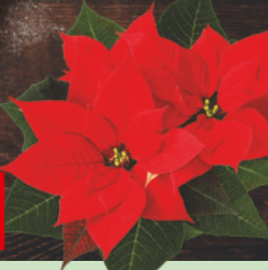 Slovenska božična zvezda - Akcija v trgovini Spar