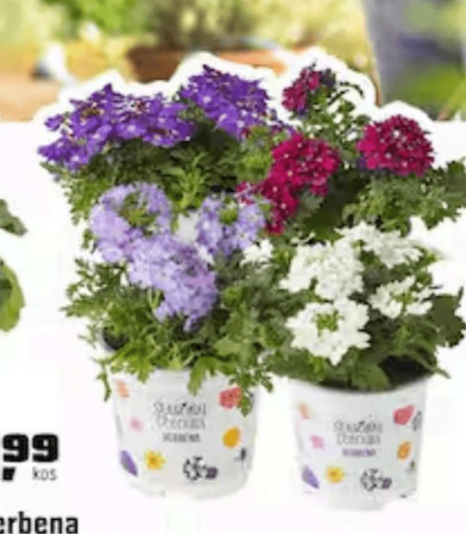 Verbena - Akcija v trgovini Obi