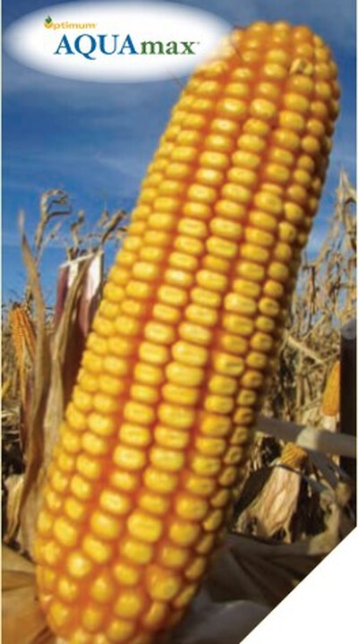 Semenska koruza P8834 25.000 zrn Pioneer - Akcija v trgovini Jager