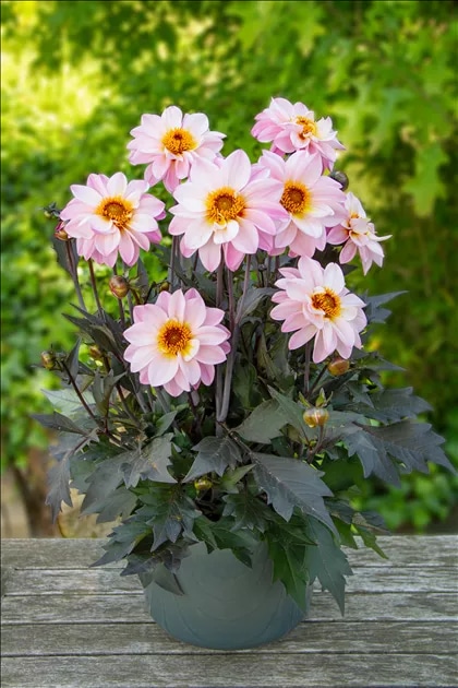 Vrtna dalija 'Lubega Power' (lat. Dahlia x hortensis) Ø 13 cm Volmary - Akcija v trgovini Bauhaus