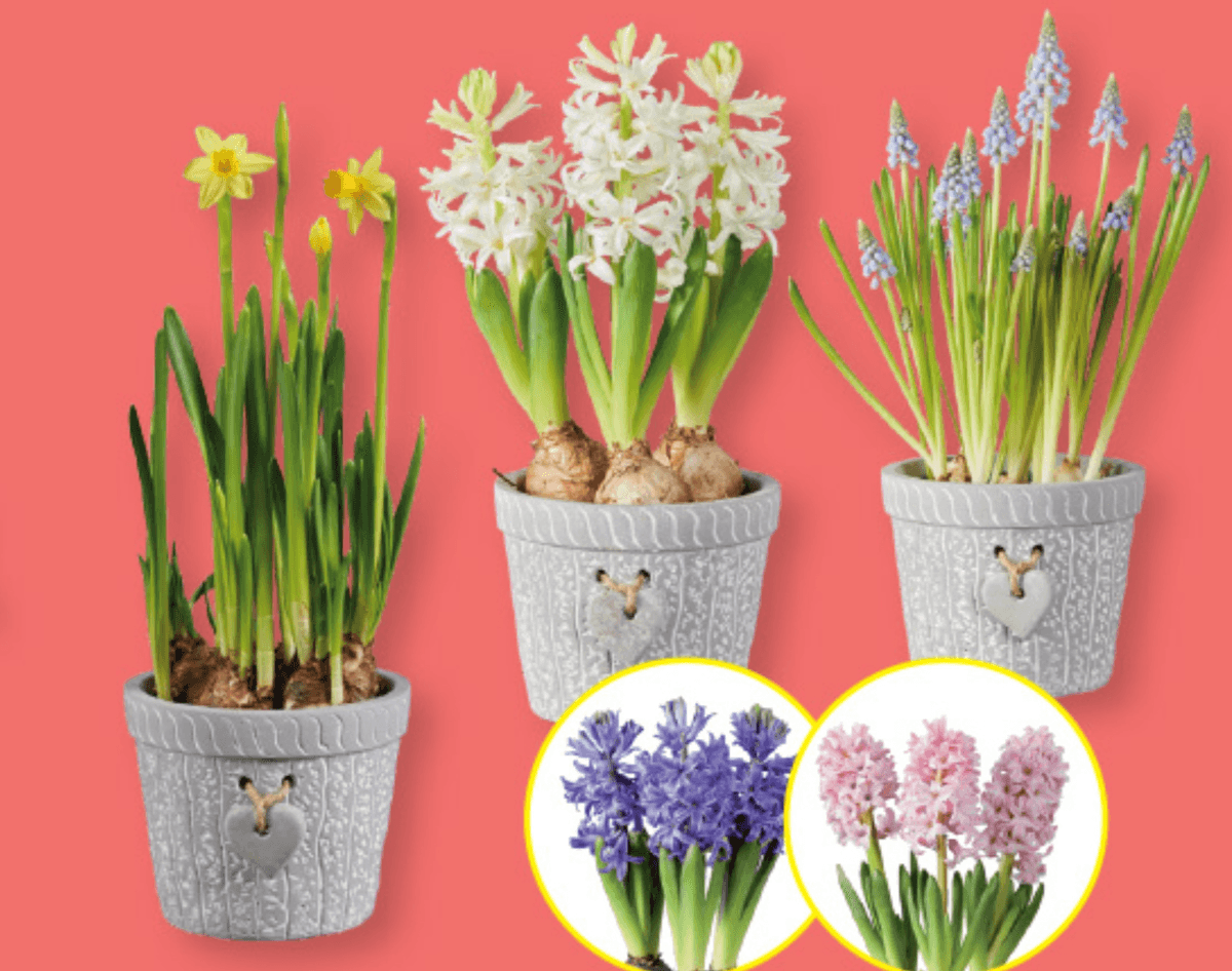 Gomolji v srčnem lončku - Akcija v trgovini Lidl