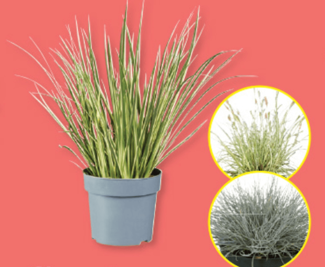 Okrasna trava - Akcija v trgovini Lidl