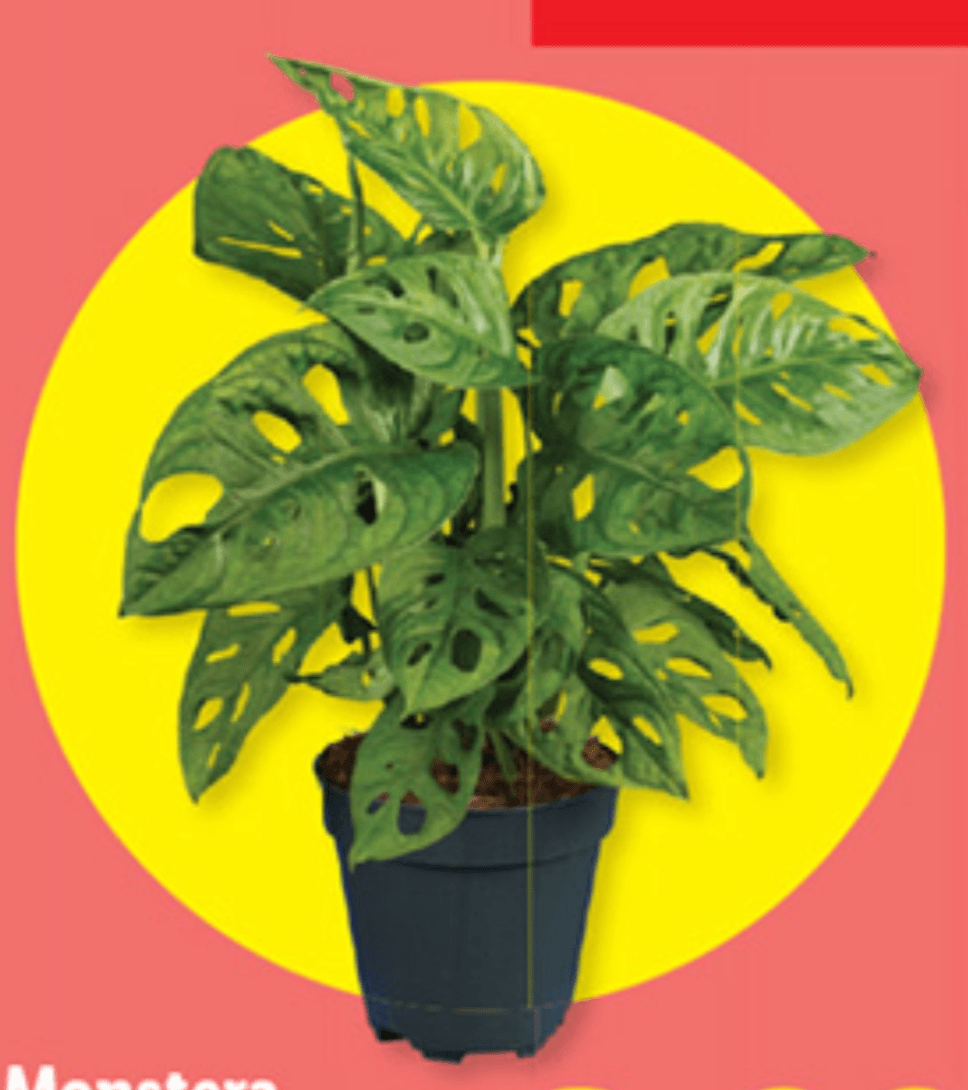 Monstera - Akcija v trgovini Lidl
