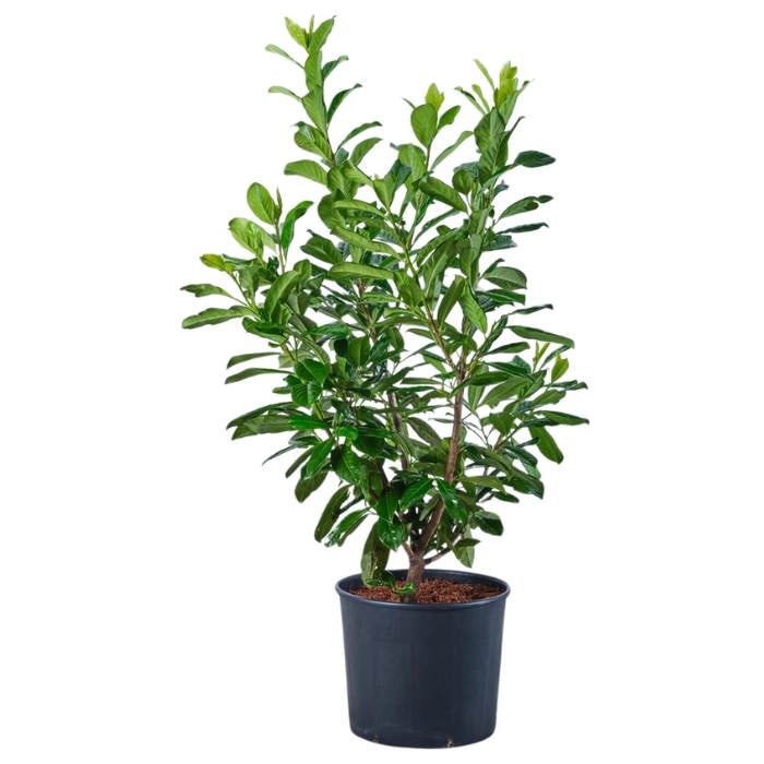 Sadika lovorikovec sorta NOVITA Marolt d.o.o. - Akcija v trgovini Jager