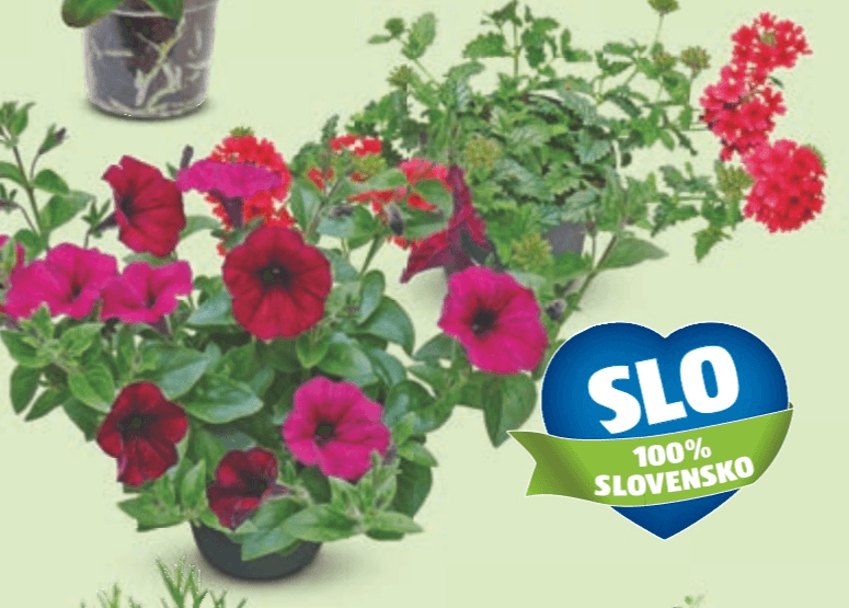 Slovenske balkonske rože - Akcija v trgovini Hofer