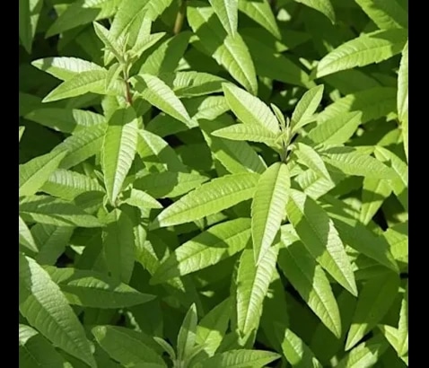 Citronska verbena (lat. Lippia citriodora) - Akcija v trgovini Bauhaus