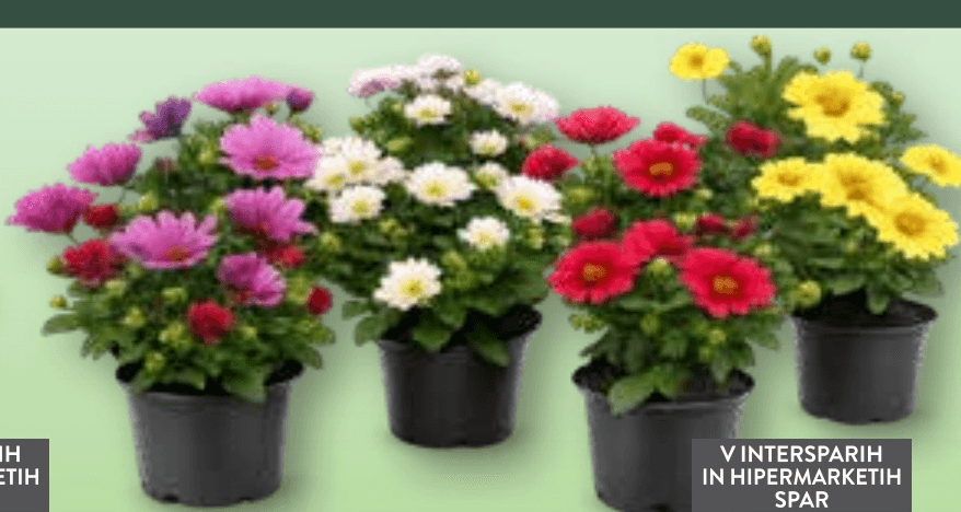 Afriška marjetica - Akcija v trgovini Spar